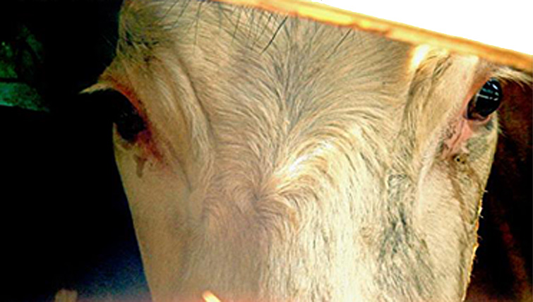 cows - The Interconnectedness of Life by Michael Lanfield