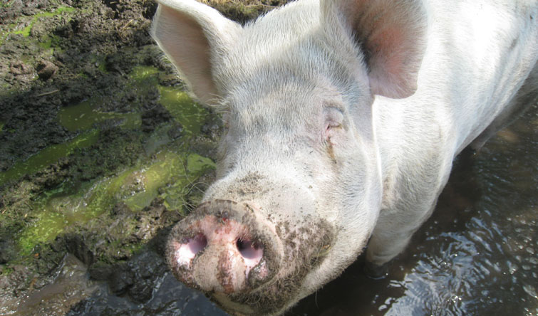 Pig - The Interconnectedness of Life by Michael Lanfield